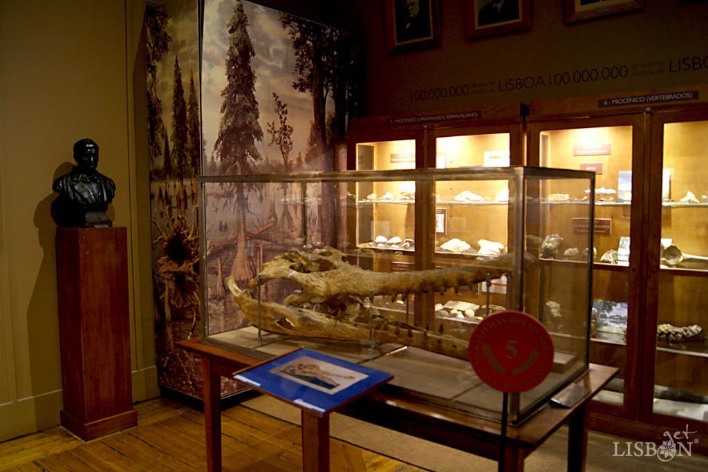 Lisbon Geology Room, Geological Museum, Lisbon