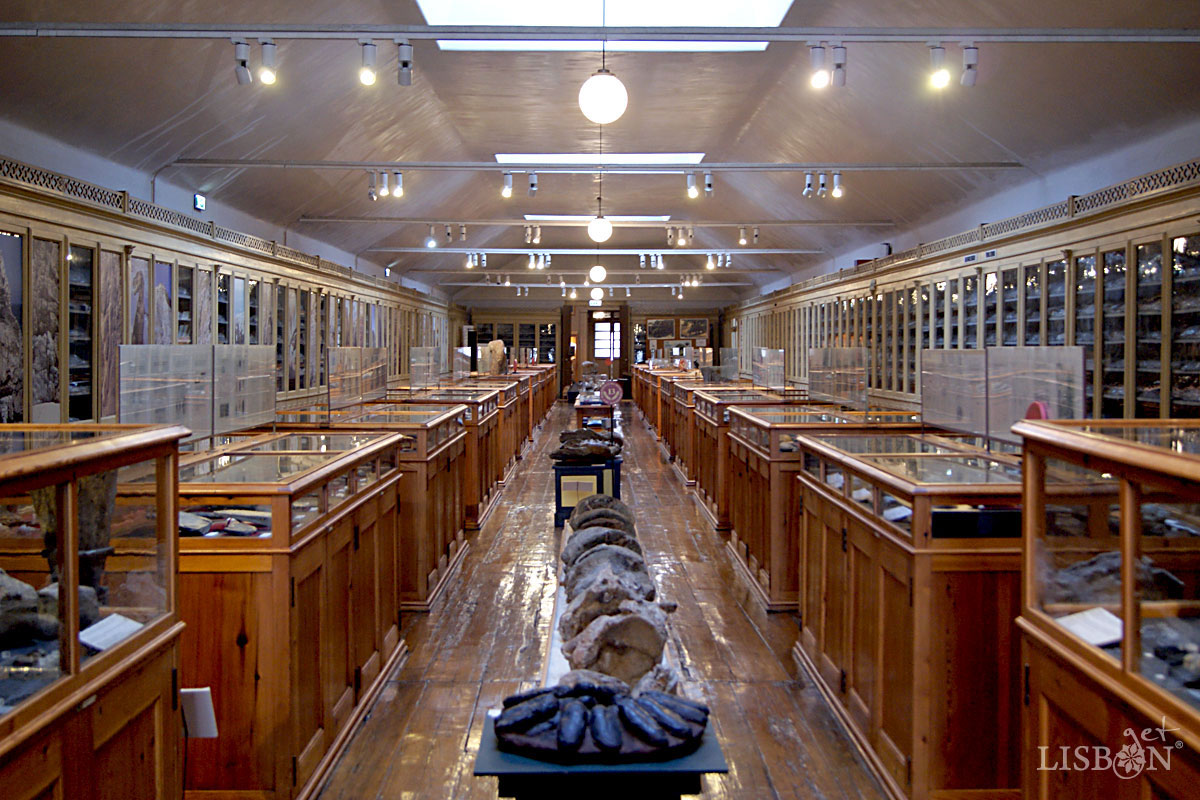 Paleontology and Stratigraphy Room, Geological Museum, Lisbon