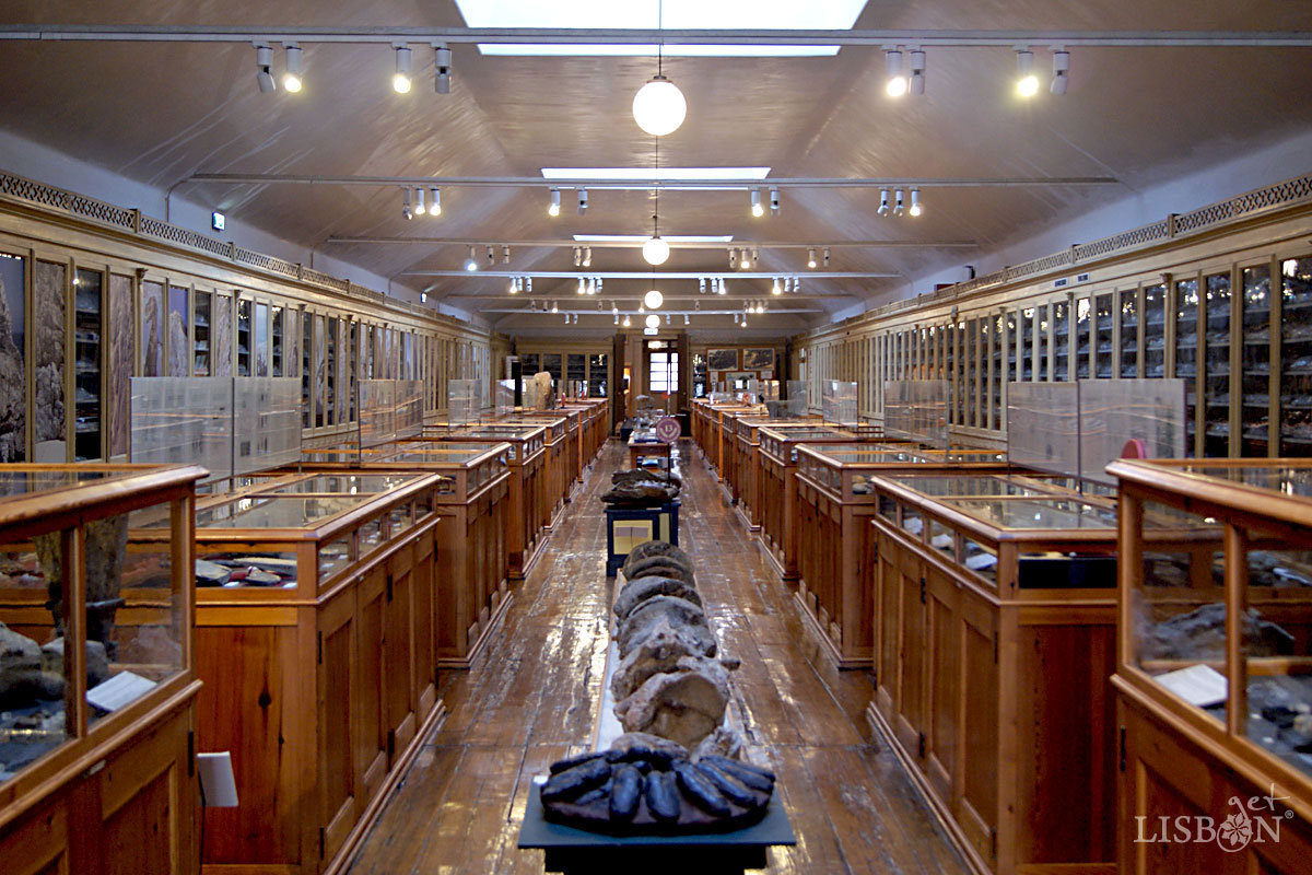 Sala de Paleontologia e Estratigrafia, Museu Geológico, Lisboa