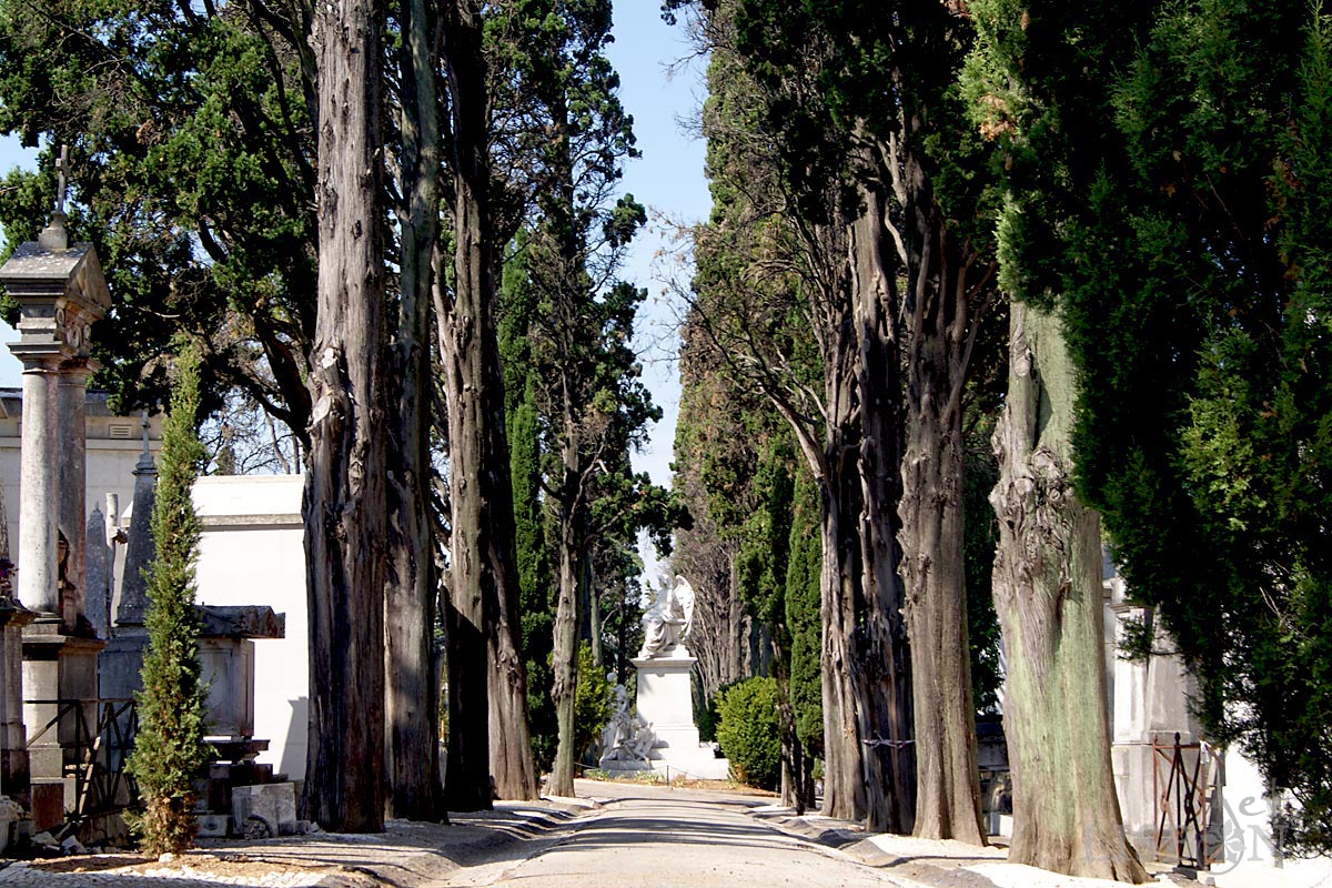 Cemitério Histórico: Alameda de Ciprestes no Cemitério dos Prazeres