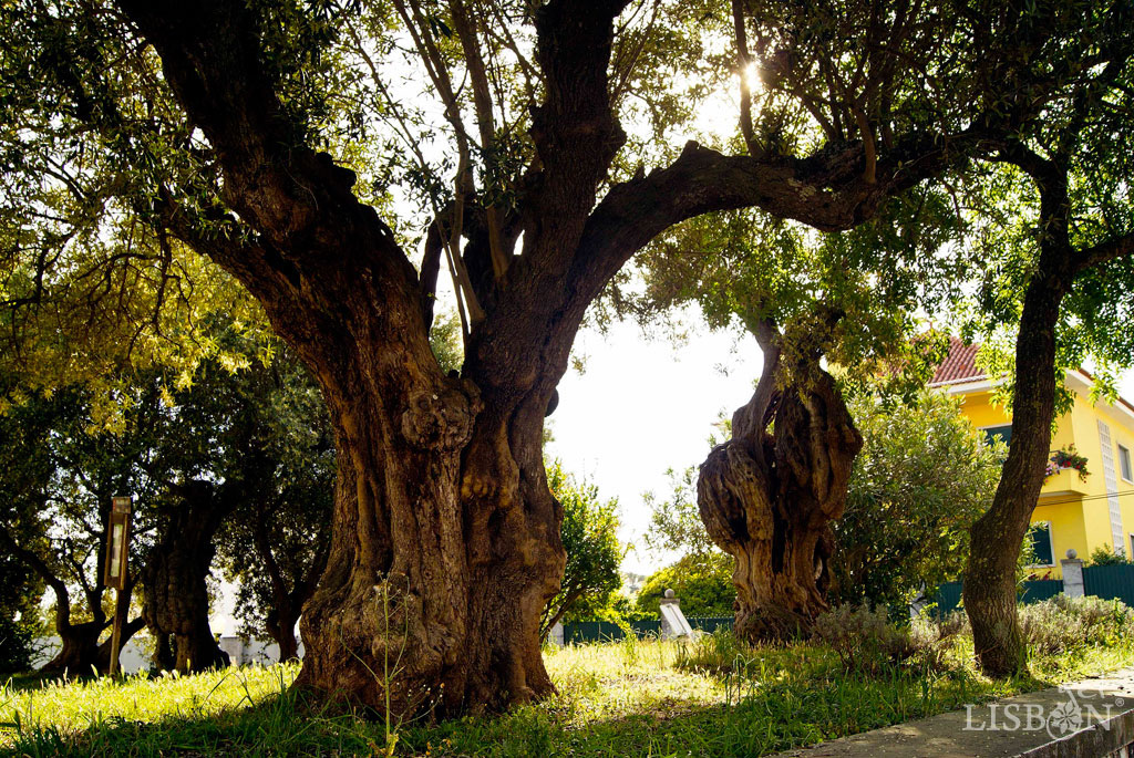 Public interest trees: In the garden behind the Chapel of Santo Amaro we find not one but four Olea europaea L. var. Europaea, with about 6m of height and perimeters that vary between 2 and 3m.