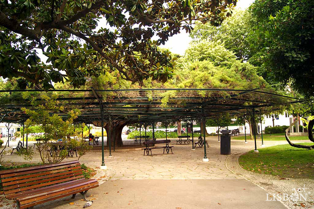 Cedar-of-Buçaco in Príncipe Real Garden. This emblematic tree is highlighted by its peculiar shape and grandeur.