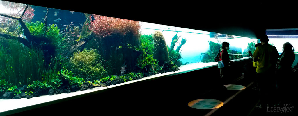 Temporary Exhibition "Forests Underwater": it’s a nature aquarium, on display since 2015 in Edifício do Mar, designed by Japanese photographer and creator Takashi Amano