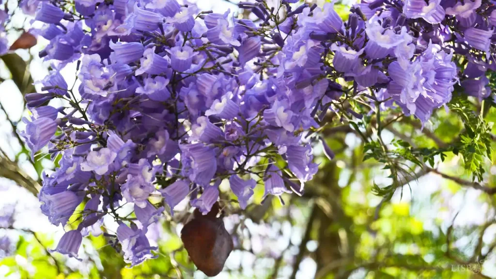 Jacarandás de Lisboa