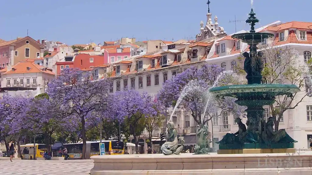 Jacarandás de Lisboa: Rossio