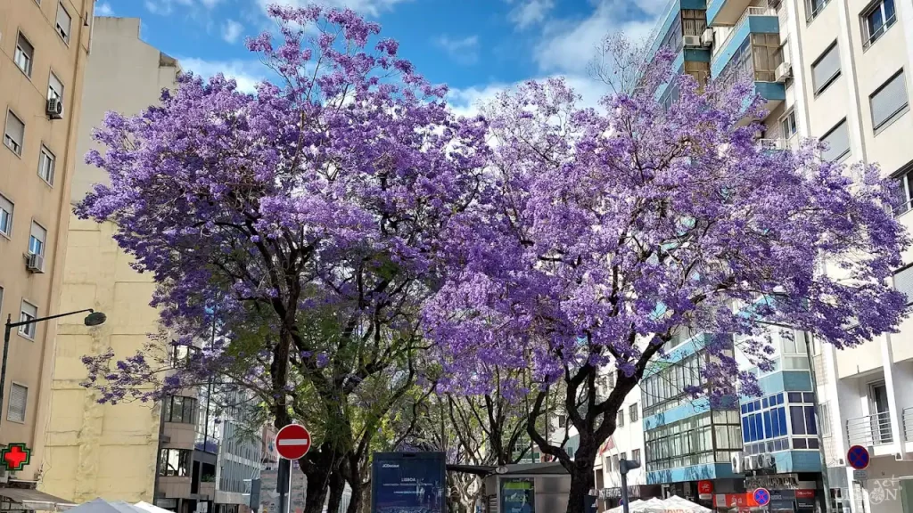 Jacarandás de Lisboa: Av. 5 de Outubro