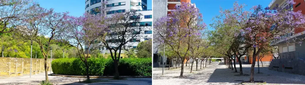 Jardim dos Jacarandás e Passeio dos Jacarandás