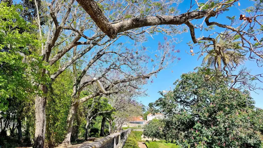 Jacarandás de Lisboa: Jardim Botânico da Ajuda
