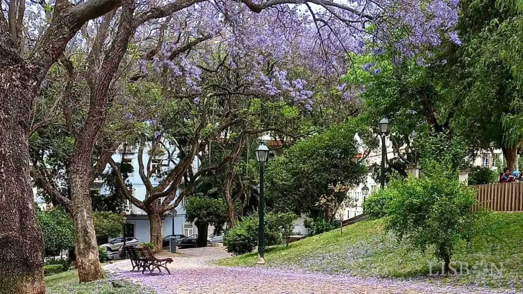 Jacarandas of Lisbon: Garden of Alto de Santo Amaro