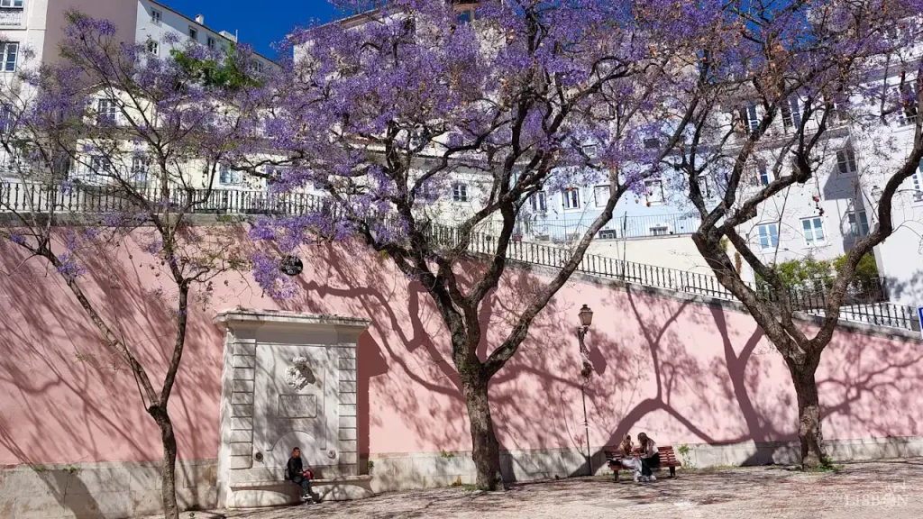 Jacarandas of Lisbon: Chafariz das Moiras