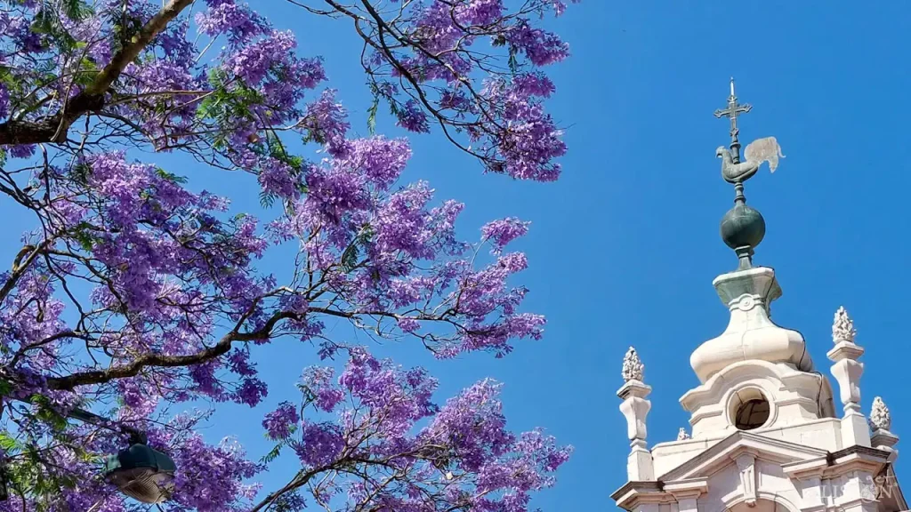 Jacarandas of Lisbon: Largo das Necessidades